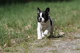 BOULEDOGUE FRANCAIS 385